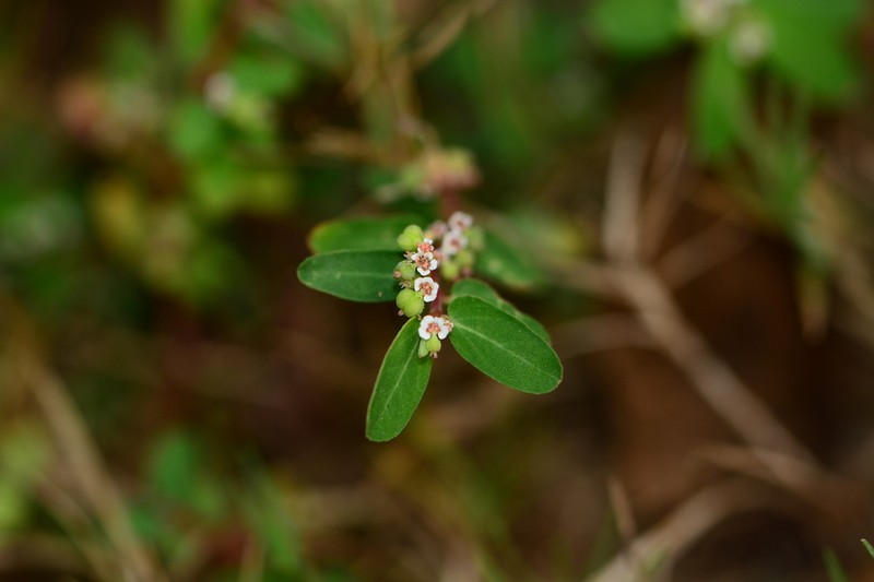 Euphorbia indica photo 2