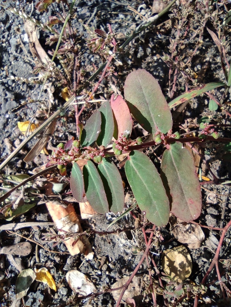 Euphorbia indica photo 3