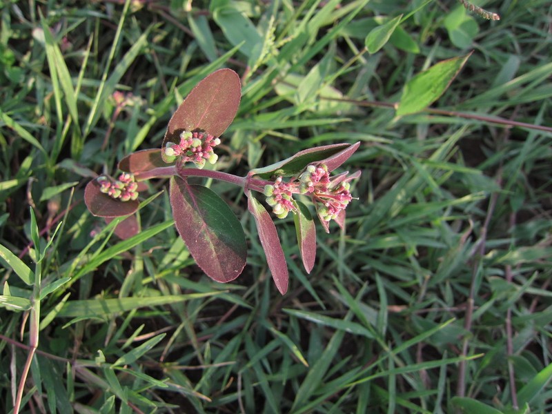 Euphorbia indica photo 4