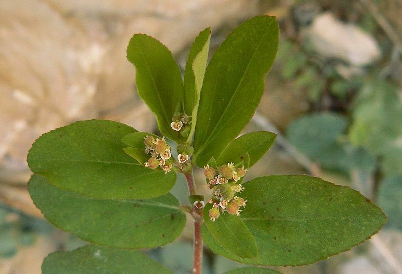Euphorbia indica photo 5