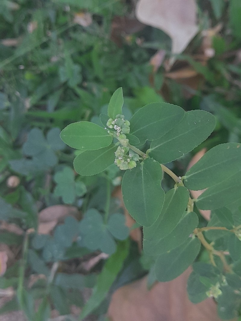 Euphorbia indica photo 6