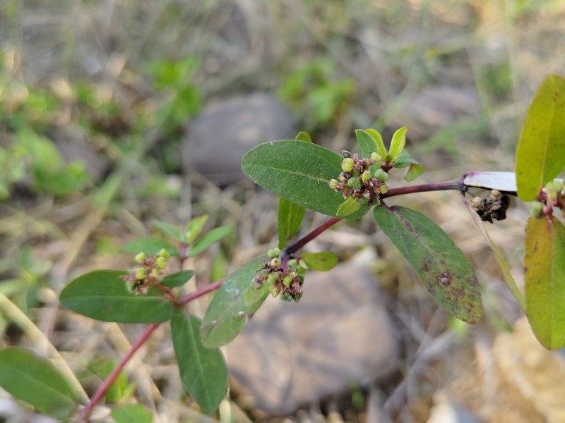 Euphorbia indica photo 7