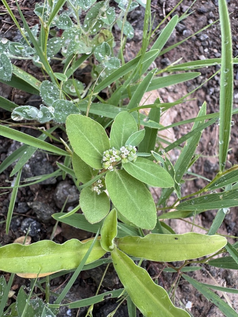Euphorbia indica photo 8