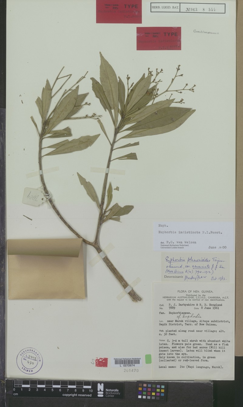 Euphorbia indistincta