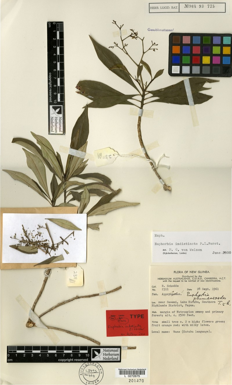Euphorbia indistincta photo 2
