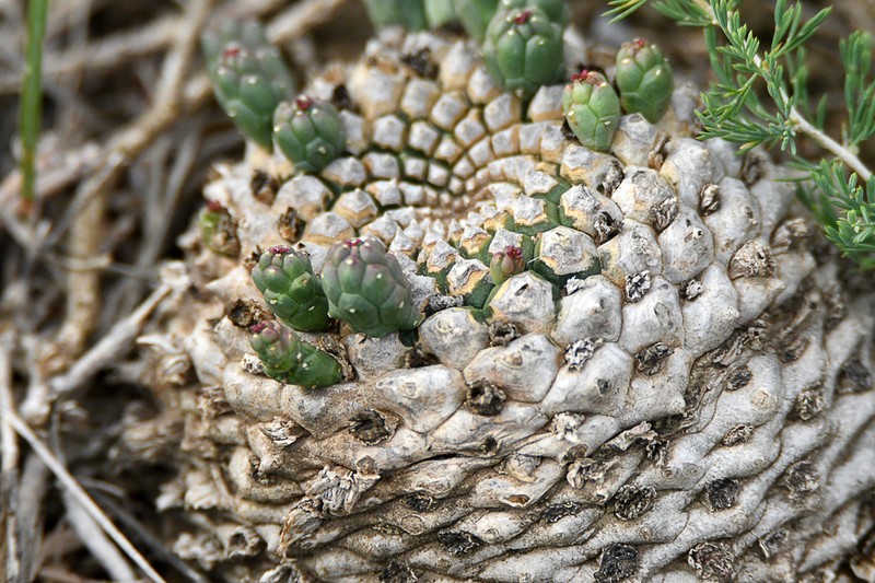 Euphorbia inermis photo 2