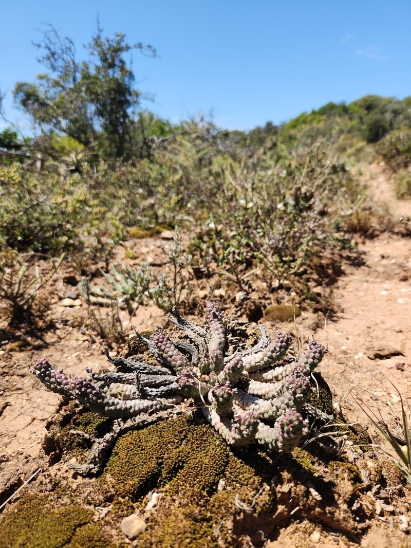 Euphorbia inermis photo 3