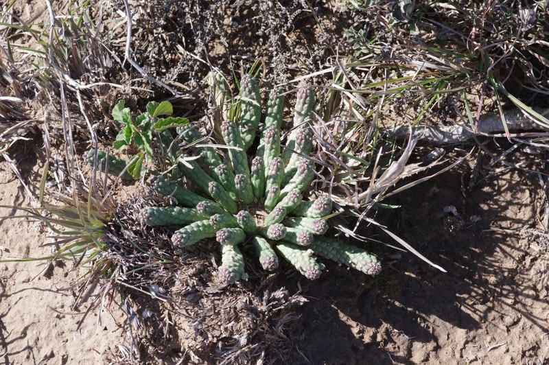 Euphorbia inermis photo 4