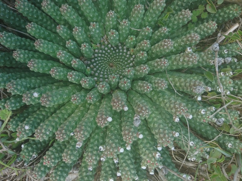 Euphorbia inermis photo 5