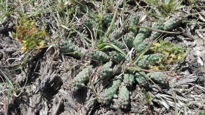 Euphorbia inermis photo 6