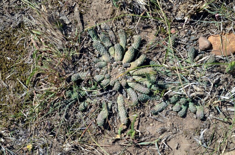 Euphorbia inermis photo 7