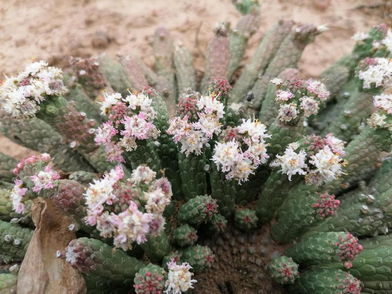 Euphorbia inermis photo 8