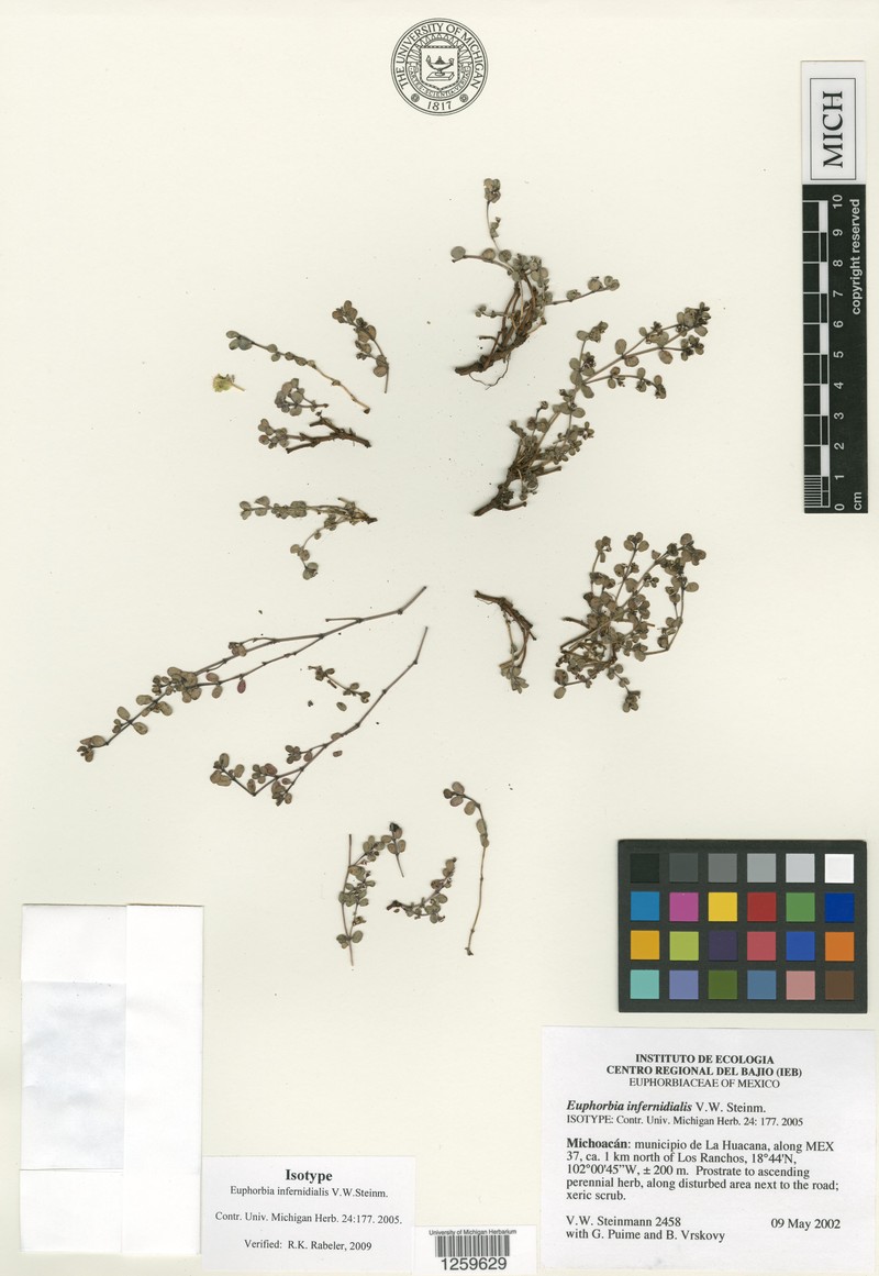 Euphorbia infernidialis