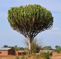 Euphorbia ingens