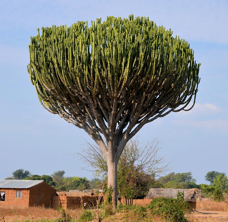 Euphorbia ingens