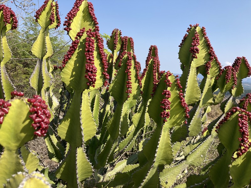 Euphorbia ingens photo 2