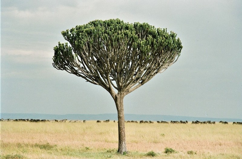 Euphorbia ingens photo 3