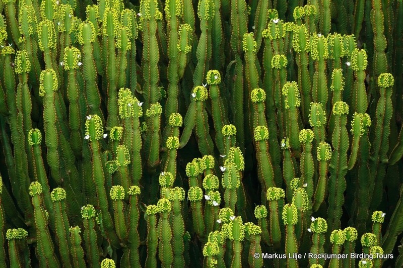 Euphorbia ingens photo 4