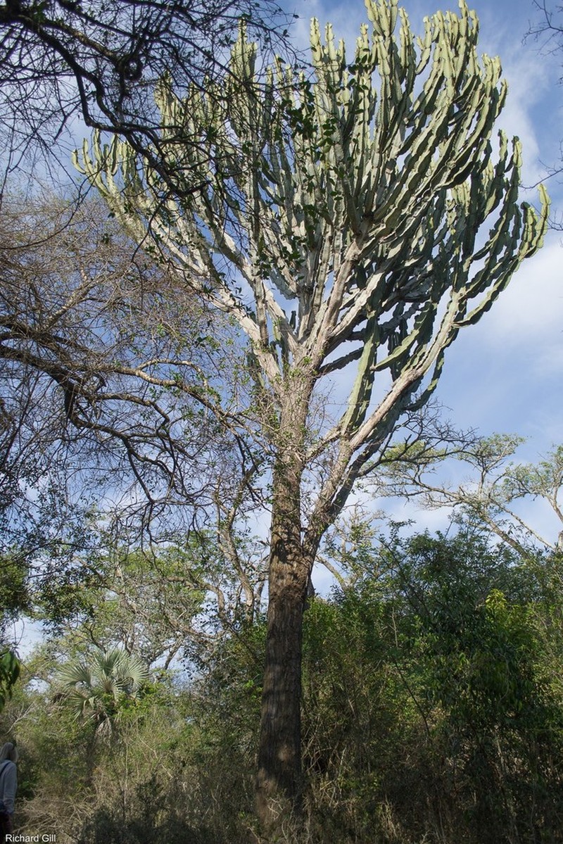 Euphorbia ingens photo 5