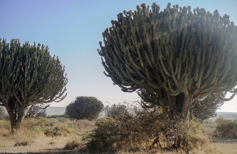 Euphorbia ingens photo 6