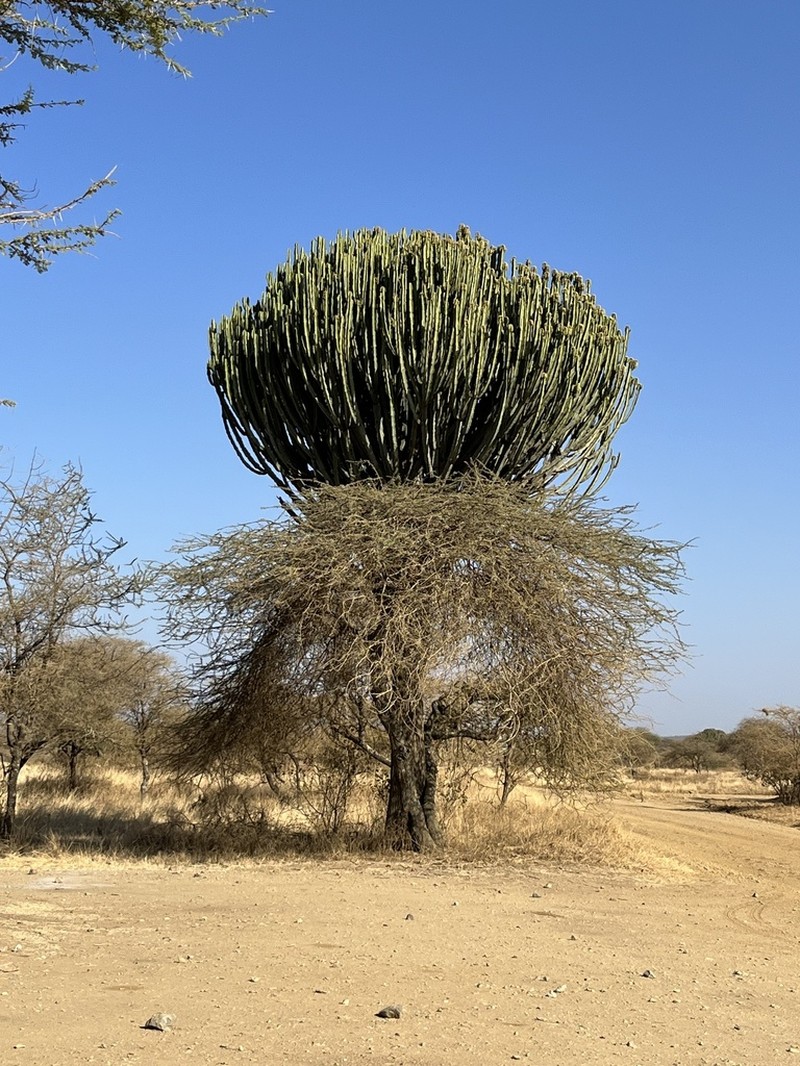 Euphorbia ingens photo 7