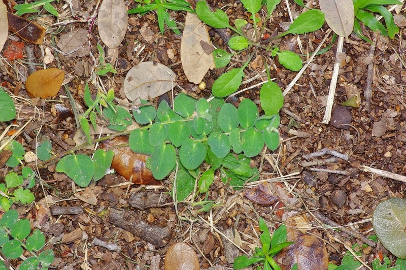 Velvet Spurge