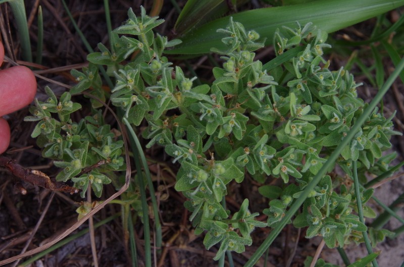 Velvet Spurge photo 2