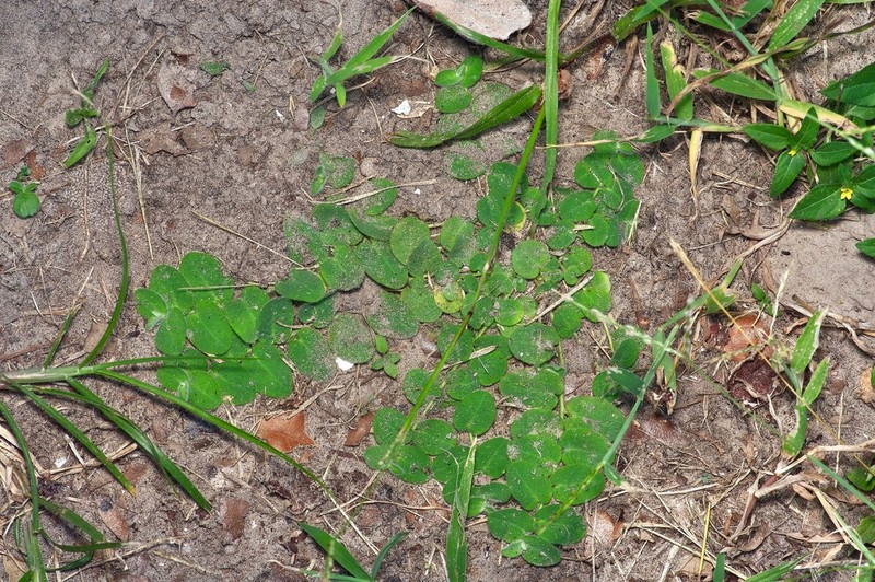 Velvet Spurge photo 3