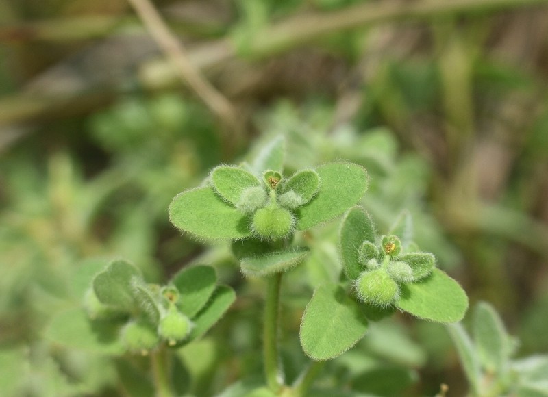 Velvet Spurge photo 4