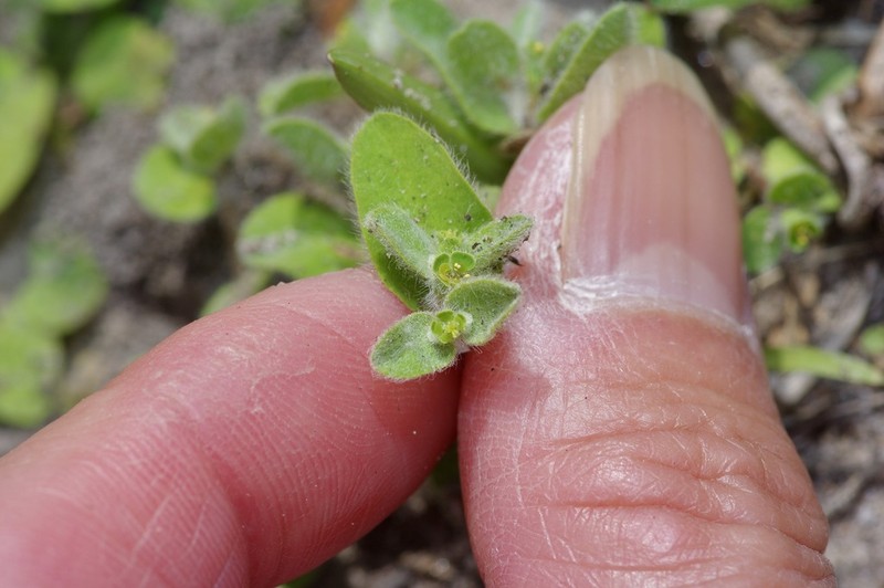 Velvet Spurge photo 5