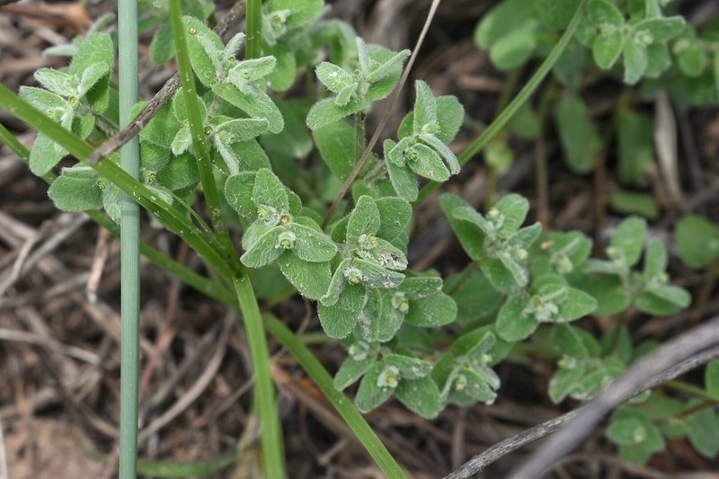 Velvet Spurge photo 6