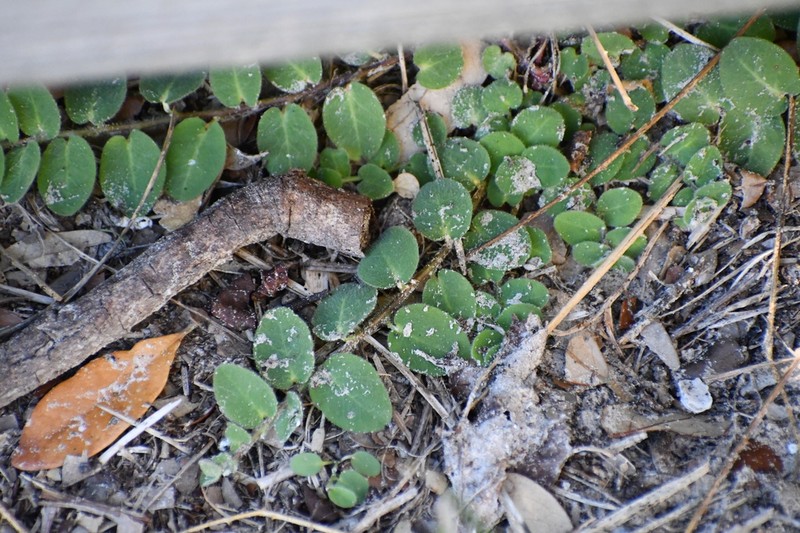 Velvet Spurge photo 7