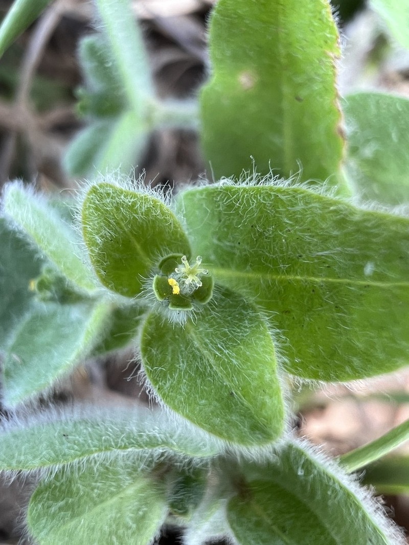 Velvet Spurge photo 8