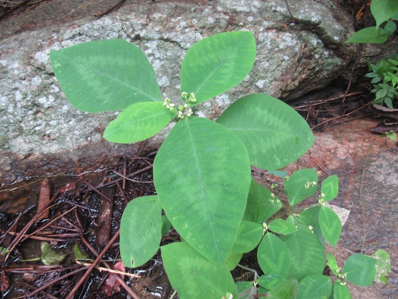 Euphorbia insulana