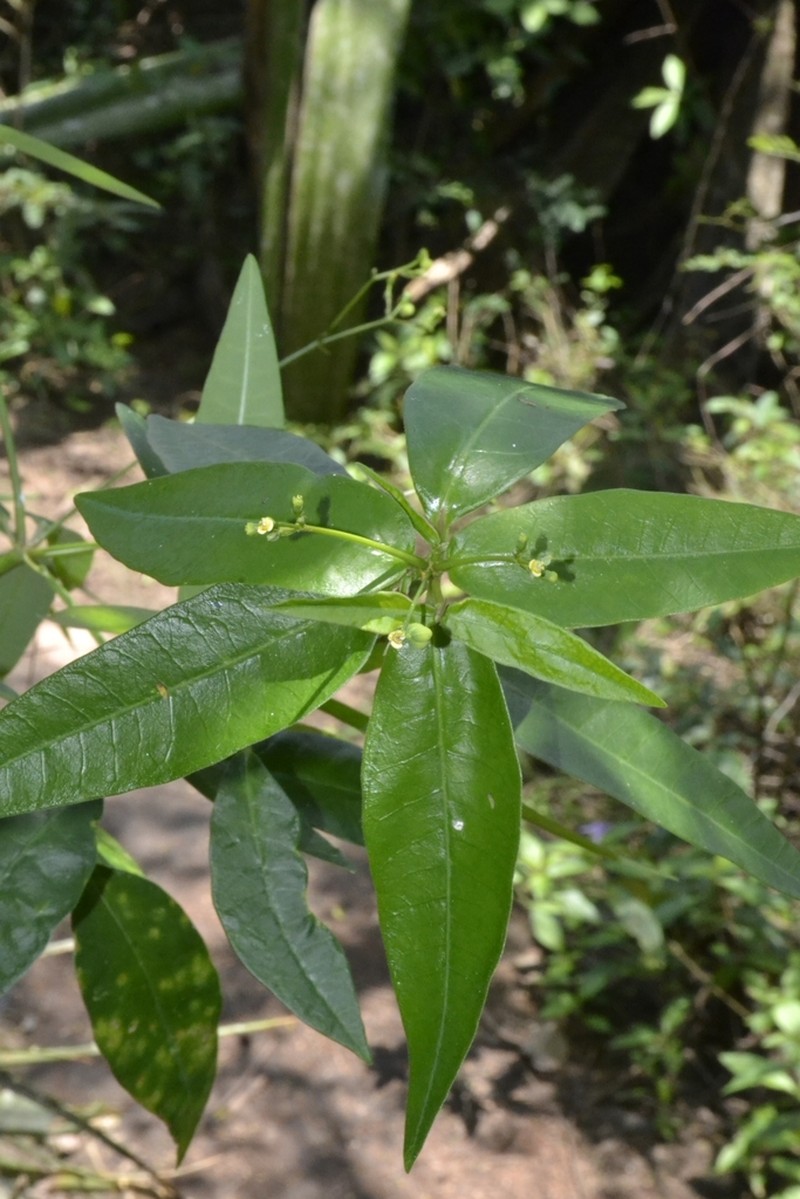 Euphorbia insulana photo 2