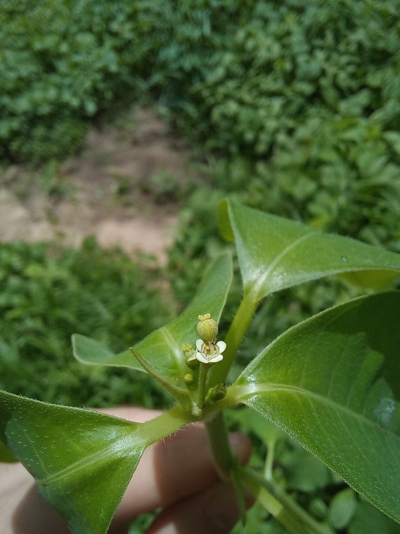 Euphorbia insulana photo 3