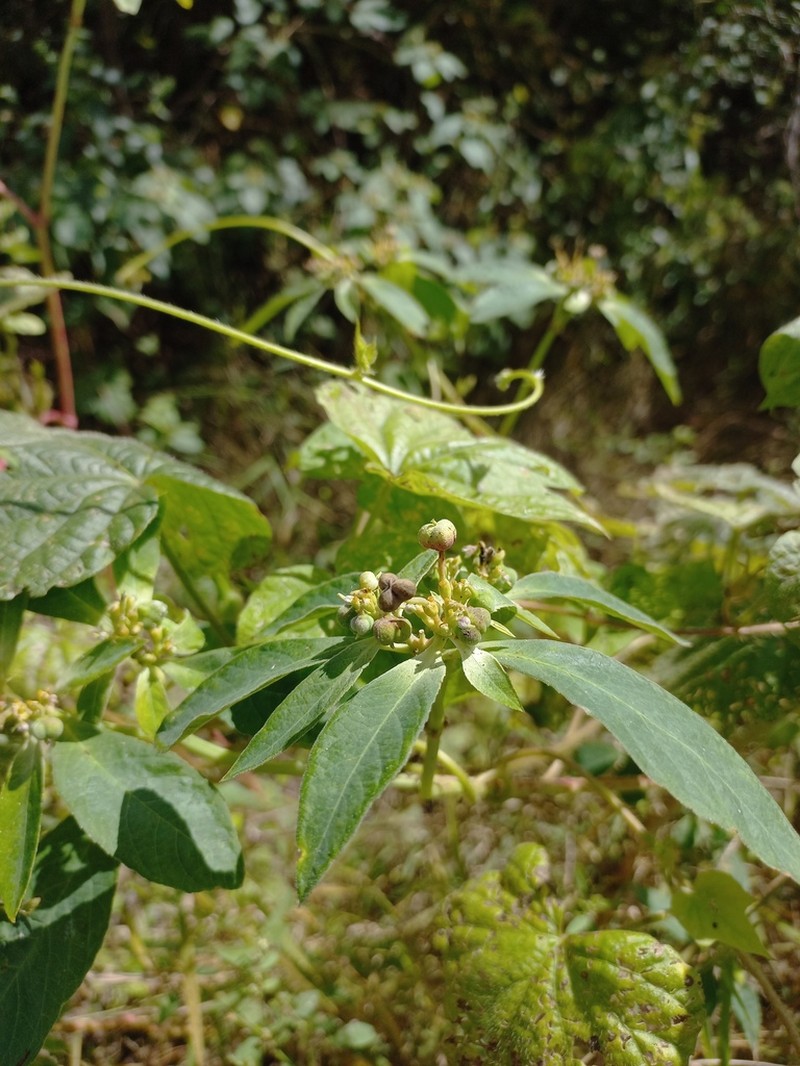 Euphorbia insulana photo 4