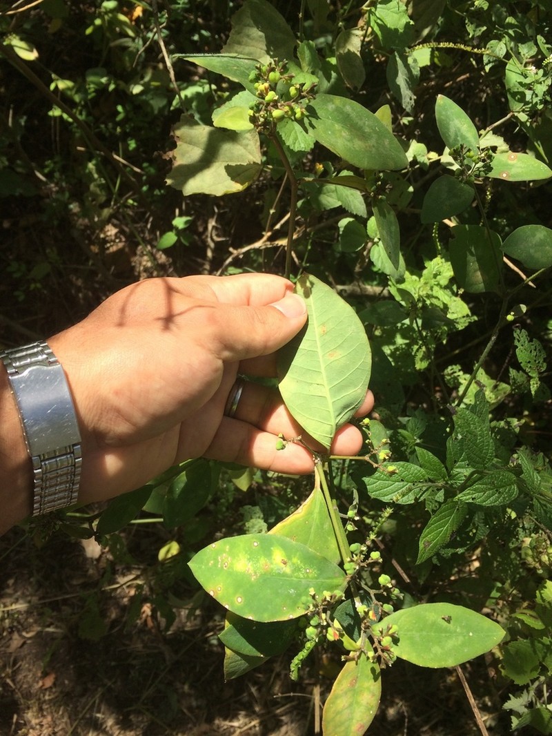 Euphorbia insulana photo 5