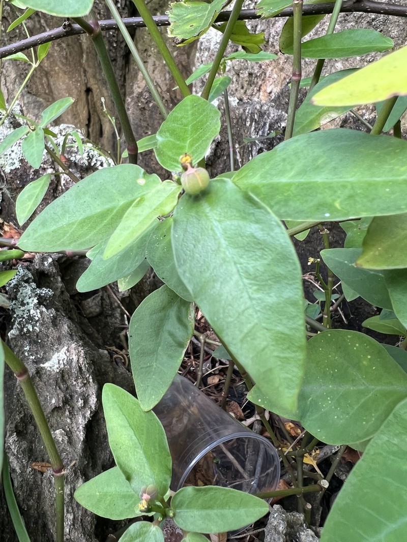 Euphorbia insulana photo 6