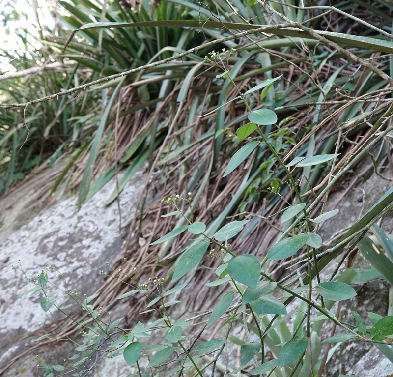 Euphorbia insulana photo 7