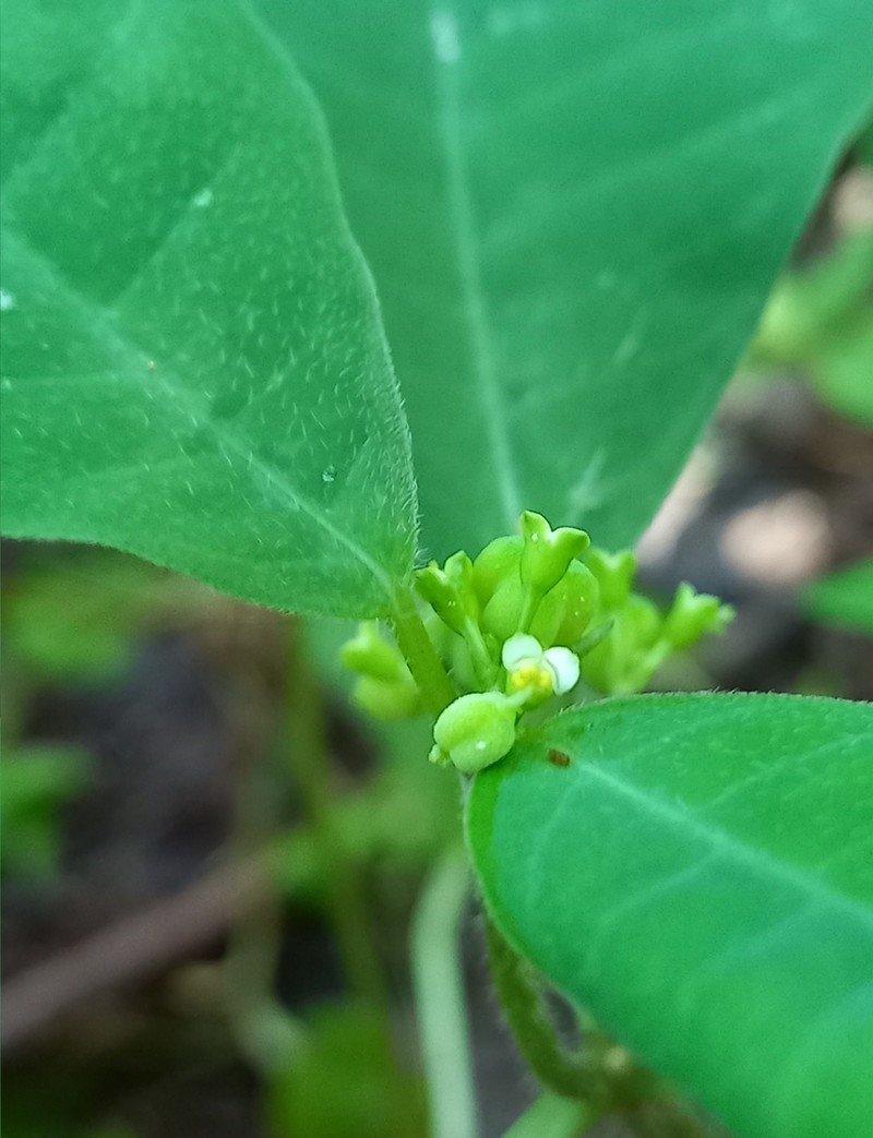 Euphorbia insulana photo 8