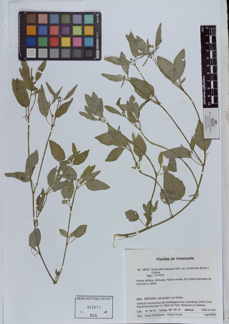 Euphorbia insulana var. tovarensis