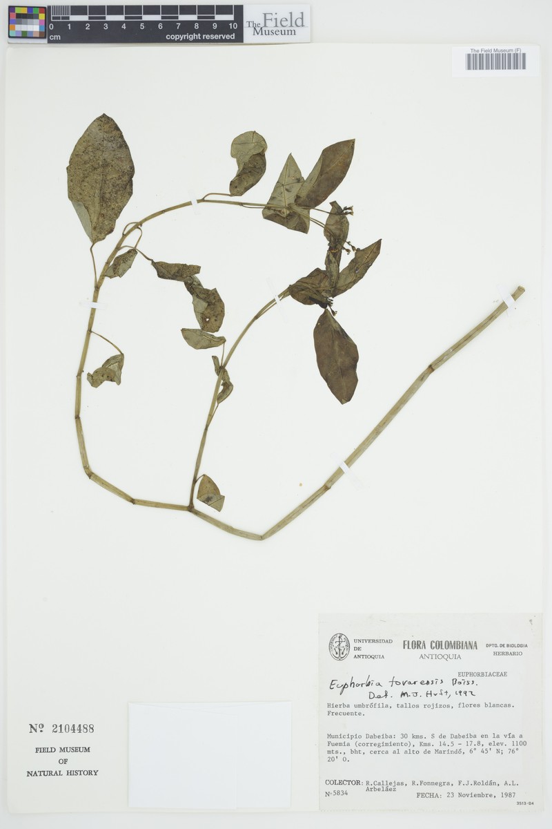 Euphorbia insulana var. tovarensis photo 2