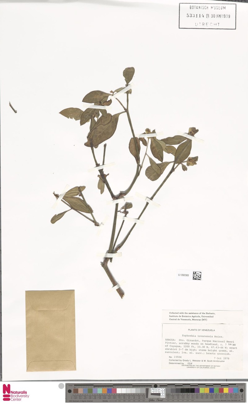 Euphorbia insulana var. tovarensis photo 3