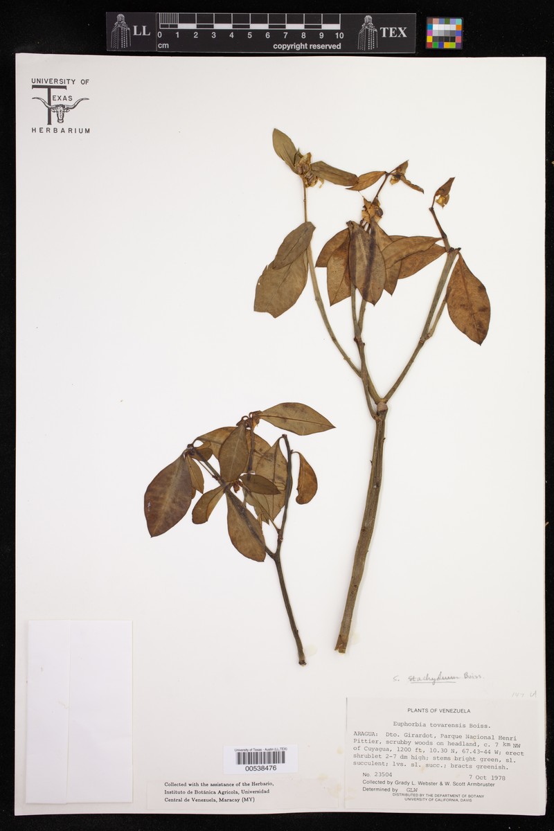 Euphorbia insulana var. tovarensis photo 4