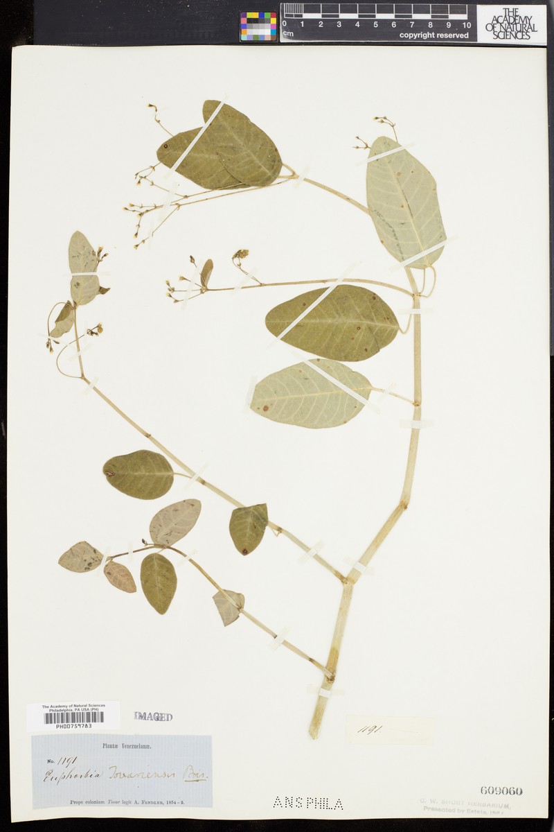 Euphorbia insulana var. tovarensis photo 5