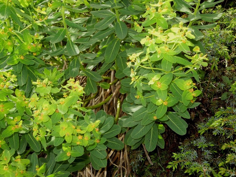 Euphorbia insularis photo 2