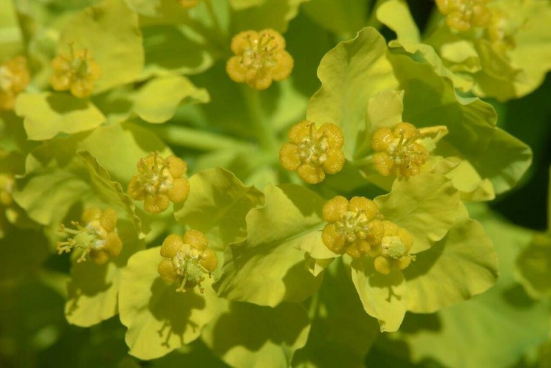 Euphorbia insularis photo 3