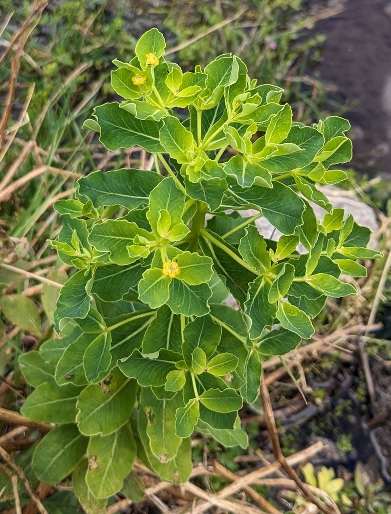 Euphorbia insularis photo 4