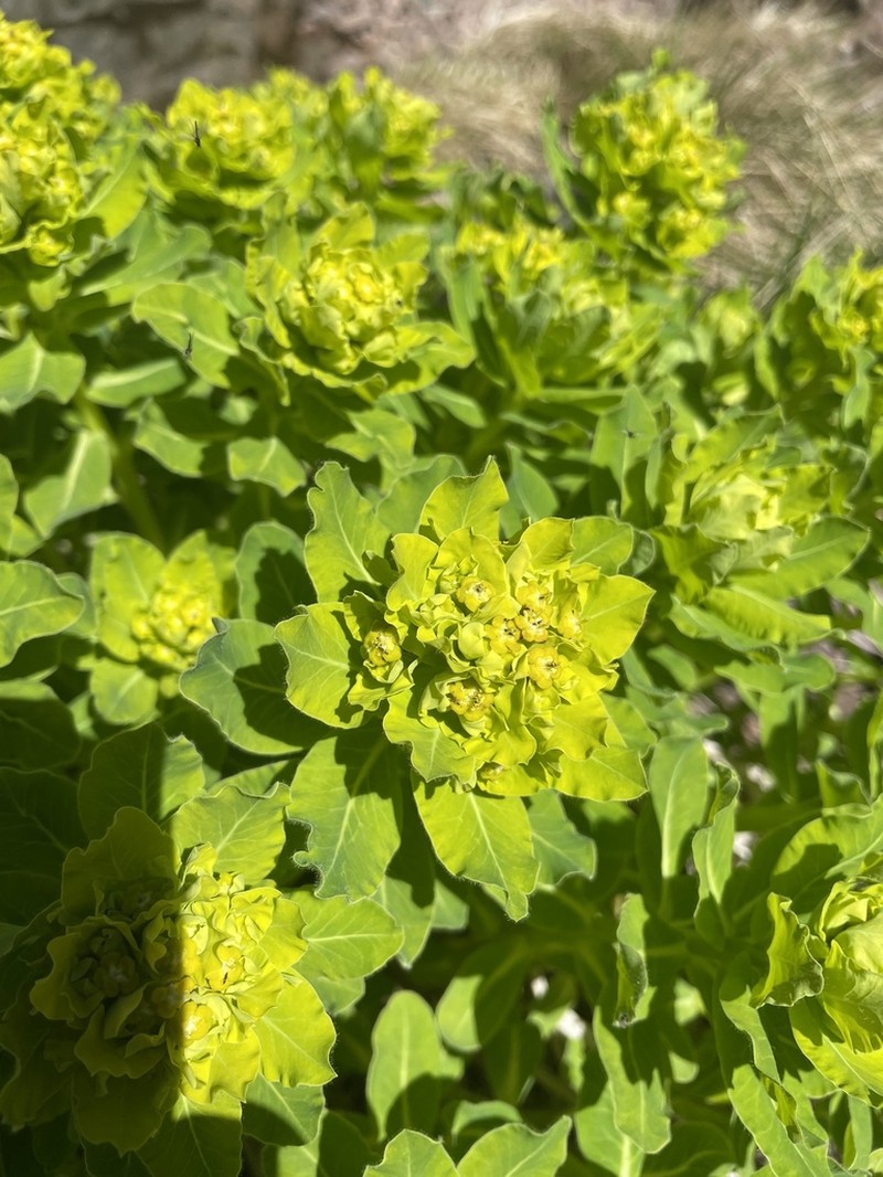 Euphorbia insularis photo 5
